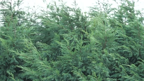 Evergreen hedge in the wind Stock Footage 169795896