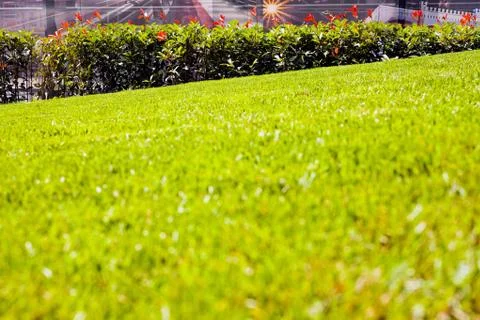 Evergreen hedges Stock Photos