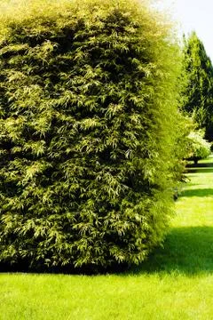 Evergreen hedges Stock Photos