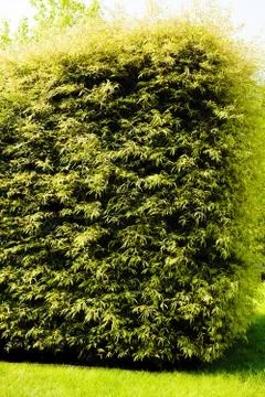 Evergreen hedges Stock Photos
