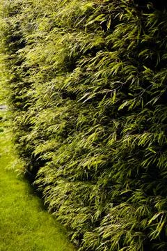 Evergreen hedges Stock Photos