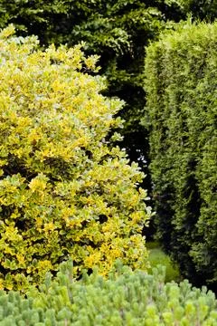 Evergreen hedges Stock Photos