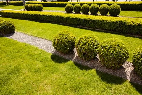 Evergreen hedges Stock Photos