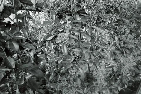 Evergreen hedges Stock Photos