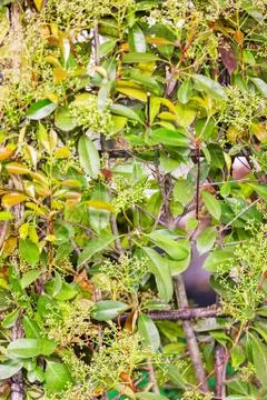 Evergreen hedges Stock Photos