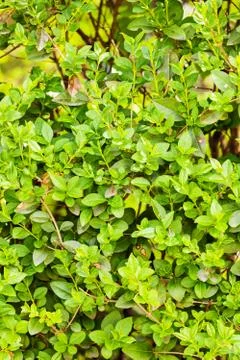 Evergreen hedges Stock Photos