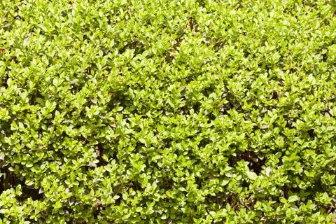 Evergreen hedges Foto stock