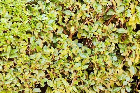 Evergreen hedges Stock Photos