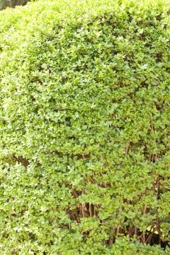 Evergreen hedges Stock Photos