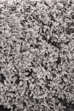 Evergreen hedges Stock Photos