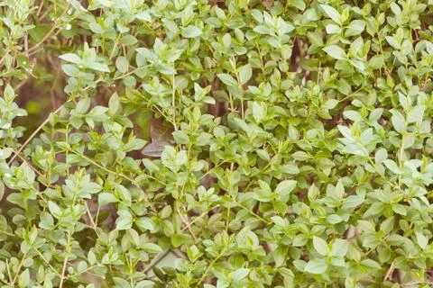 Evergreen hedges Stock Photos