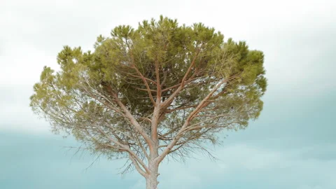 Evergreen iconic pine tree against cloudy sky background, Italian tree called Stock Footage 241149506