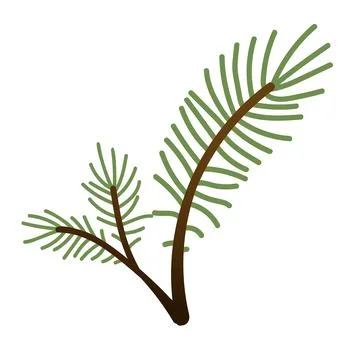 Evergreen illustrations. Hand-painted winter plants. Spruce branch for design Stock Illustration