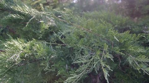 Evergreen juniper branches close up Video stock 128408963