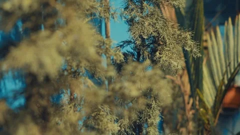 Evergreen Juniper or Pine Leaves Textural Background 動画素材 268976293