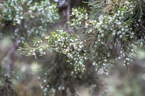 Evergreen juniper tree with ripe blue berries Stock Photos