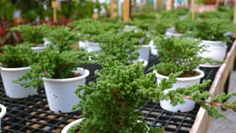 Evergreen juniperus squamata conifer bush Stock Footage 250022880