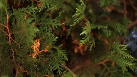 Evergreen leaves on cedar tree branches on a sunny day, close-up Stock-Footage 88359733