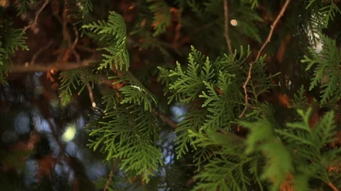 Evergreen leaves on cedar tree branches on a sunny day, close-up Stock-Footage 88359738