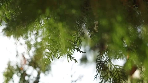 Evergreen leaves on cedar tree branches in bright sun rays, close-up Stock-Footage 88359742