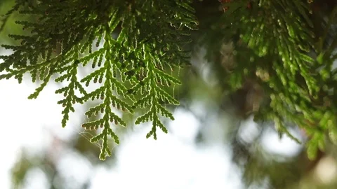Evergreen leaves on cedar tree branches in bright sun rays, close-up Stock-Footage 88359753