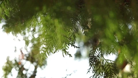 Evergreen leaves on cedar tree branches in bright sun rays, close-up Stock-Footage 88359757