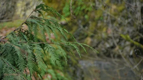 Evergreen Leaves by a River Stock Footage 93492000