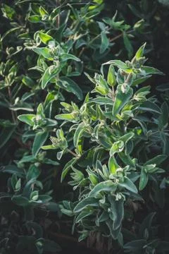 Evergreen leaves of Rock Rose shrub Foto stock