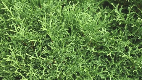 Evergreen leaves of thuja branches background Video stock 162434487
