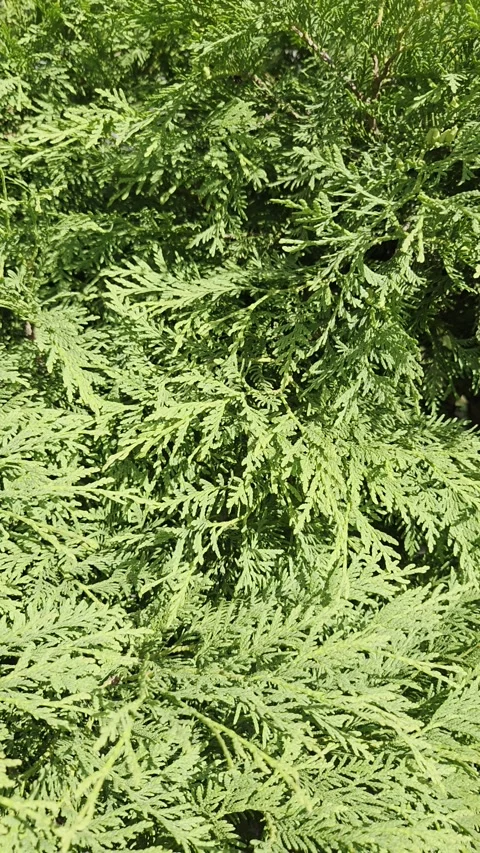 Evergreen leaves, thuja branches texture background. Greenary natural vertical  Stock Footage 338325046