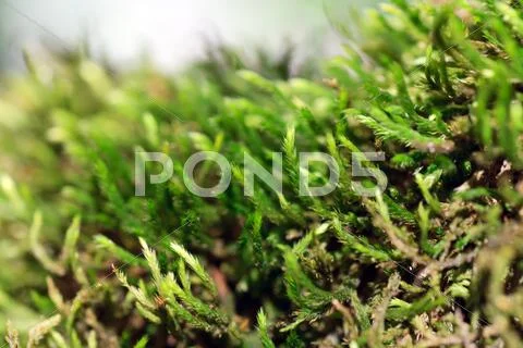 Evergreen moss plant (macro) Stock Photos