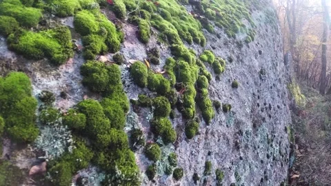 Evergreen moss on a stone Stock Footage 247999896