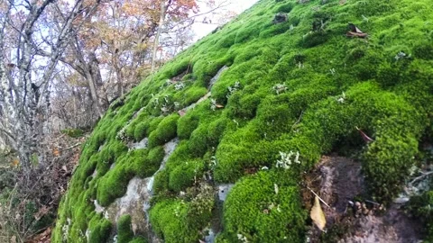 Evergreen moss on a stone Stock Footage 247999907