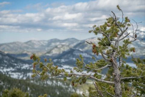 Evergreen in the Mountains Foto stock