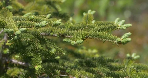 Evergreen Needles Blowing In The Wind Stock Footage 94243716