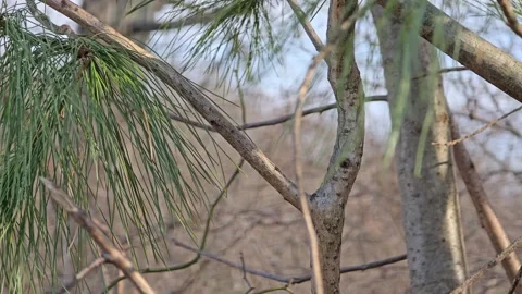 Evergreen needles early spring 30fps Stock Footage 305289743