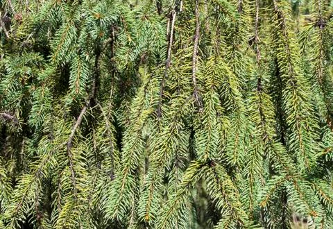 Evergreen needles Stock Photos
