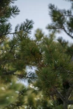 Evergreen Needles Foto stock