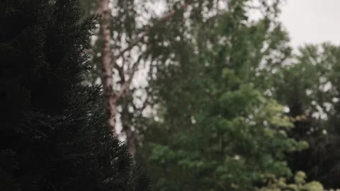 Evergreen Needles in Shallow Focus Blur Deciduous Leaves and Birch Tree Tru.. Stock-Footage 335616136