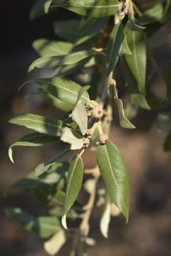 Evergreen oak Foto stock
