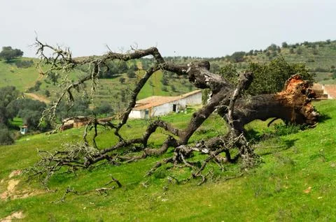 Evergreen Oak tree fallen to the ground - Quercus ilex Foto stock
