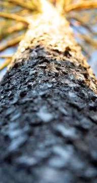 Evergreen ordinary pine view from the bottom from the bottom against the sky. Stock Photos