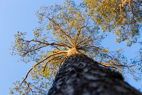 Evergreen ordinary pine view from the bottom from the bottom against the sky. Foto stock