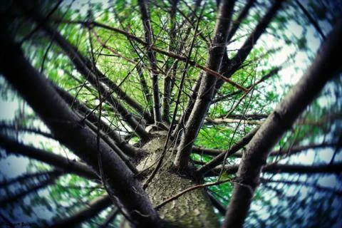 EverGreen 스톡 사진