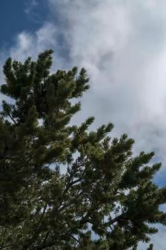 Evergreen Stock Photos