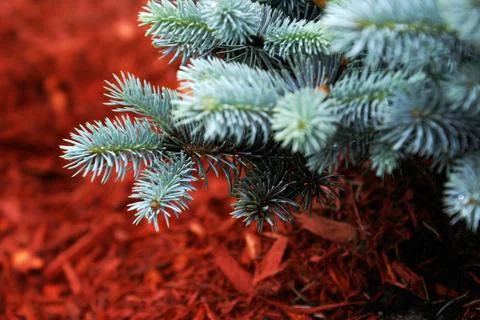 Evergreen Stock Photos