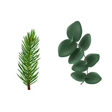 Evergreen Pine and Eucalyptus Branch Set Isolated Stock Illustration