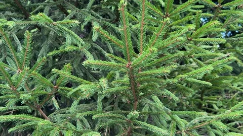 Evergreen pine branches create lush natural background with vibrant green n.. Stock Footage 342947368