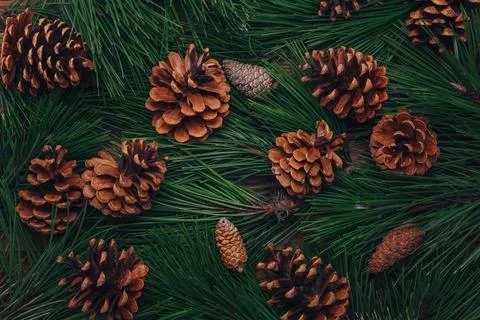 Evergreen pine branches, green pine needles texture, fir cones Stock Photos