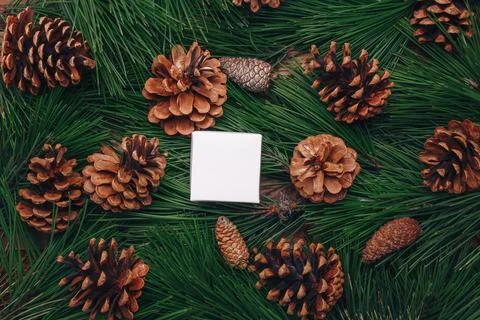 Evergreen pine branches, green pine needles texture, fir cones Stock Photos